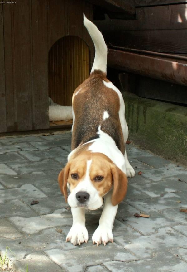 Photos: Beagle (Dog standard) (pictures, images)