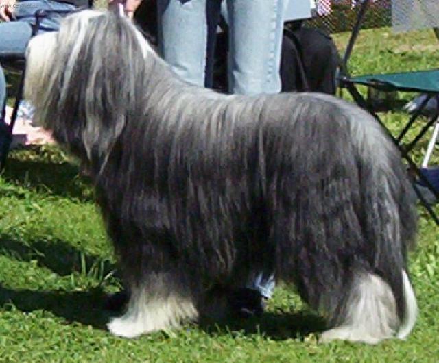 Photos: Bearded collie (Dog standard) (pictures, images)