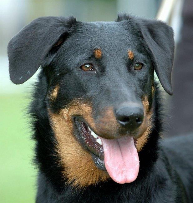 Photos: Beauce sheep dog (beauceron) (Dog standard) (pictures, images)