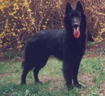 Photos: Belgian shepherd groenendael (Dog standard) (pictures, images)