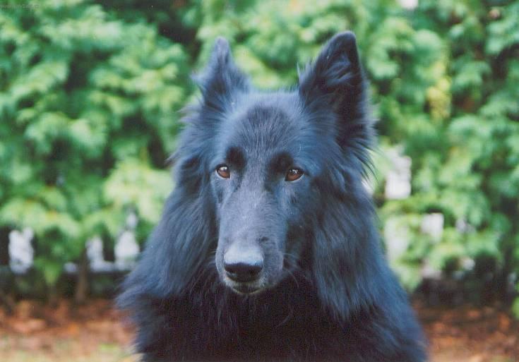 Photos: Belgian shepherd groenendael (Dog standard) (pictures, images)