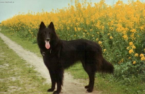 Photos: Belgian shepherd groenendael (Dog standard) (pictures, images)