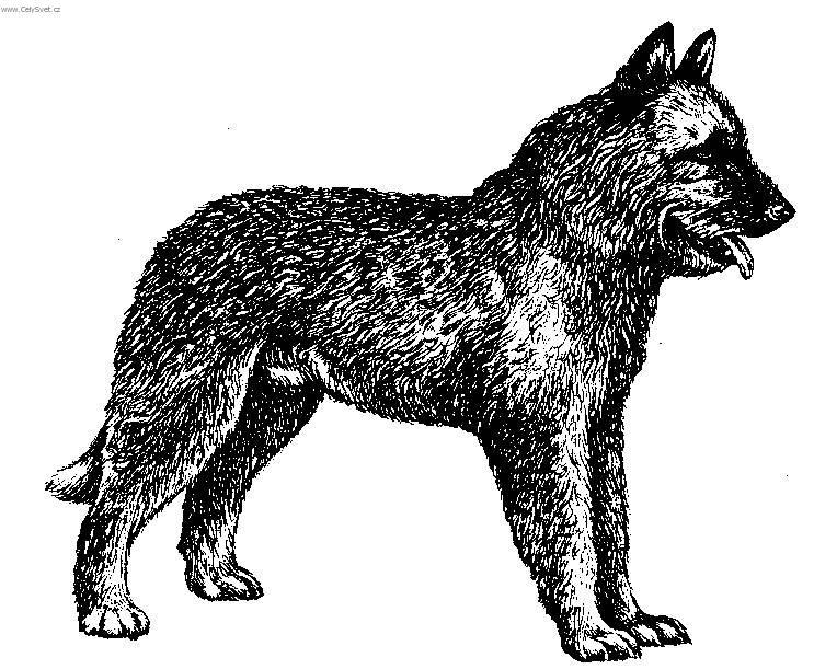 Photos: Belgian shepherd laekenois (Dog standard) (pictures, images)
