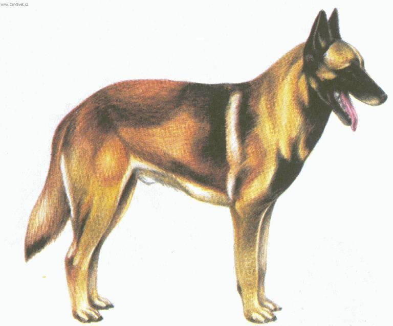 Photos: Belgian shepherd malinois (Dog standard) (pictures, images)