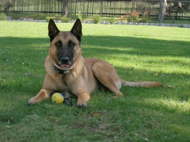 Photos: Belgian shepherd malinois (Dog standard) (pictures, images)