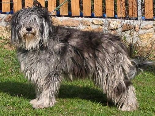 Photos: Bergamasco shepherd (Dog standard) (pictures, images)