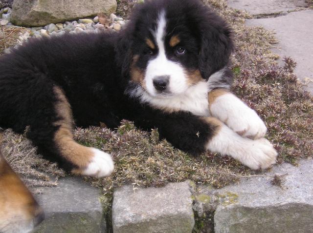 Photos: Bernese mountain dog (Dog standard) (pictures, images)