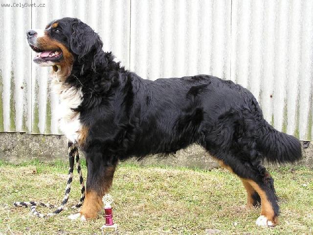 Photos: Bernese mountain dog (Dog standard) (pictures, images)