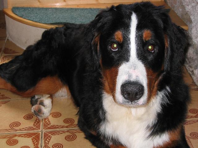 Photos: Bernese mountain dog (Dog standard) (pictures, images)