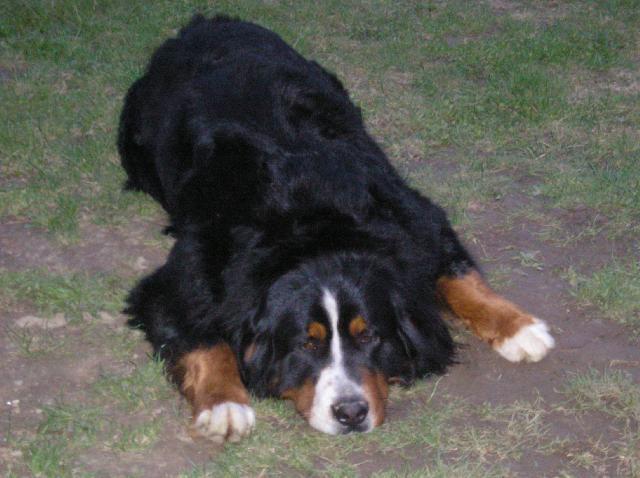 Photos: Bernese mountain dog (Dog standard) (pictures, images)