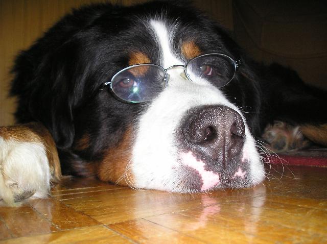 Photos: Bernese mountain dog (Dog standard) (pictures, images)