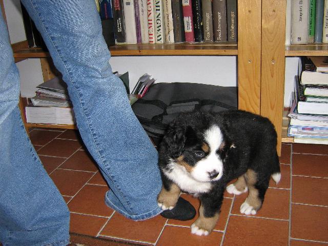 Photos: Bernese mountain dog (Dog standard) (pictures, images)