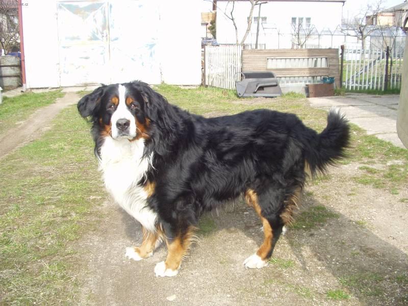 Photos: Bernese mountain dog (Dog standard) (pictures, images)