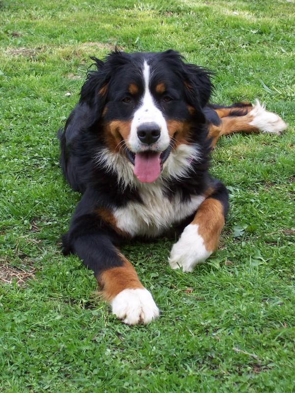 Photos: Bernese mountain dog (Dog standard) (pictures, images)
