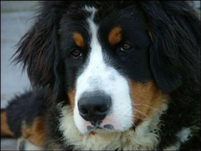 Photos: Bernese mountain dog (Dog standard) (pictures, images)