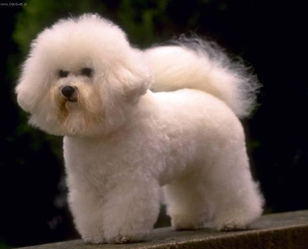 Photos: Bichon frise (Dog standard) (pictures, images)
