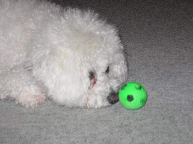 Photos: Bichon frise (Dog standard) (pictures, images)