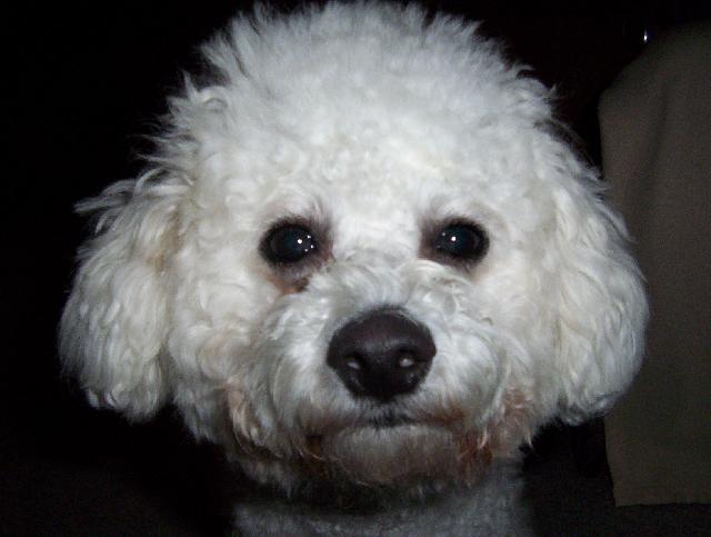 Photos: Bichon frise (Dog standard) (pictures, images)