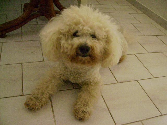 Photos: Bichon frise (Dog standard) (pictures, images)