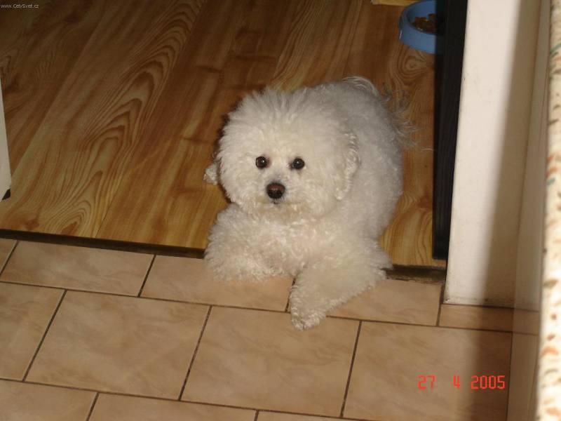 Photos: Bichon frise (Dog standard) (pictures, images)