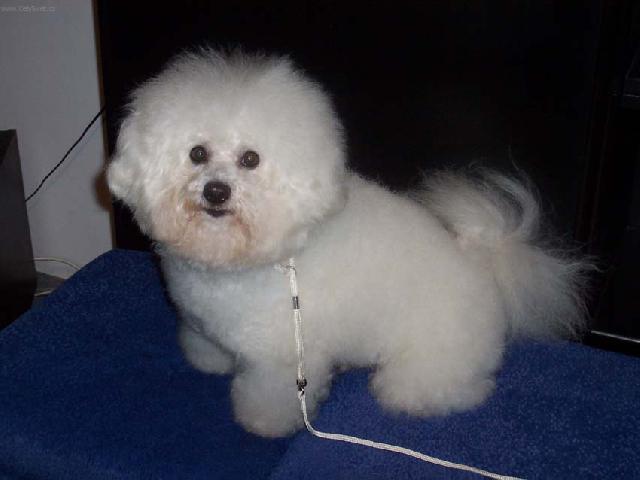 Photos: Bichon frise (Dog standard) (pictures, images)