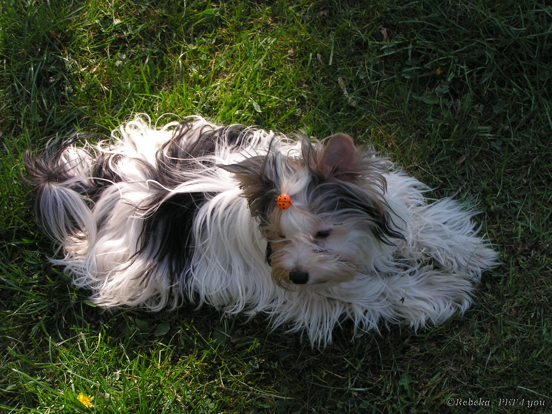 Photos: Biewer yorkies (pictures, images)