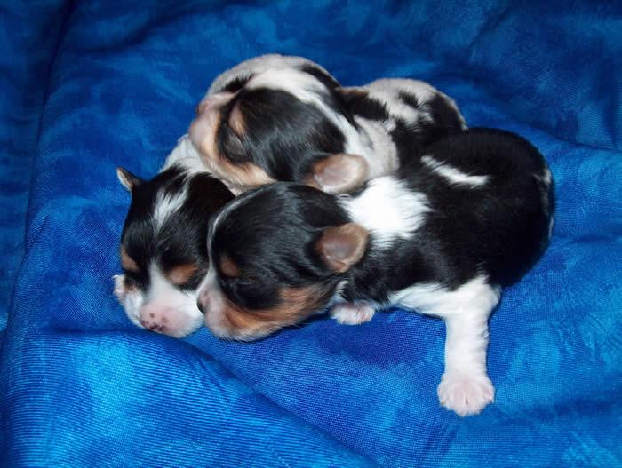 Photos: Biewer yorkies (pictures, images)