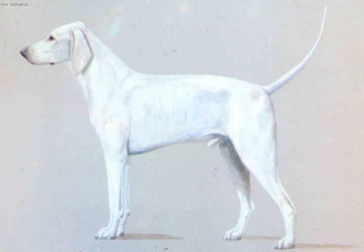 Photos: Billy (Dog standard) (pictures, images)