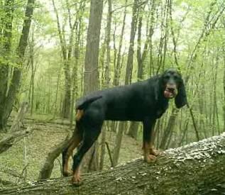 Photos: Black and tan coonhound (Dog standard) (pictures, images)