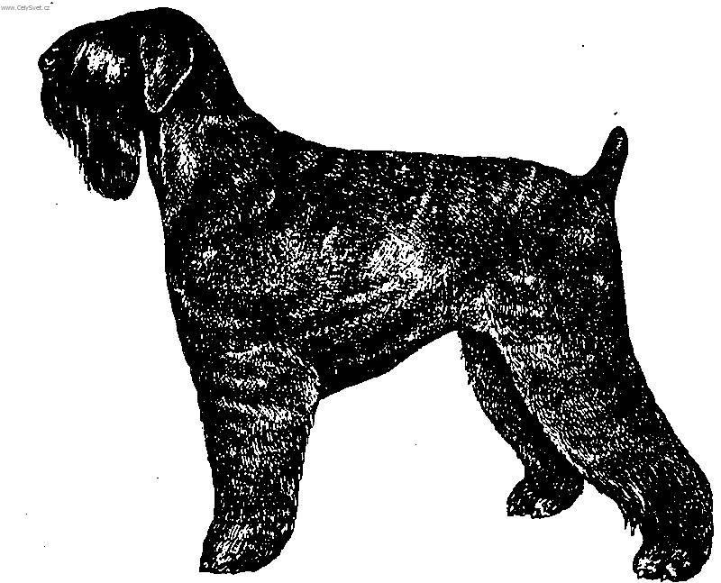 Photos: Black Russian Terrier (Dog standard) (pictures, images)