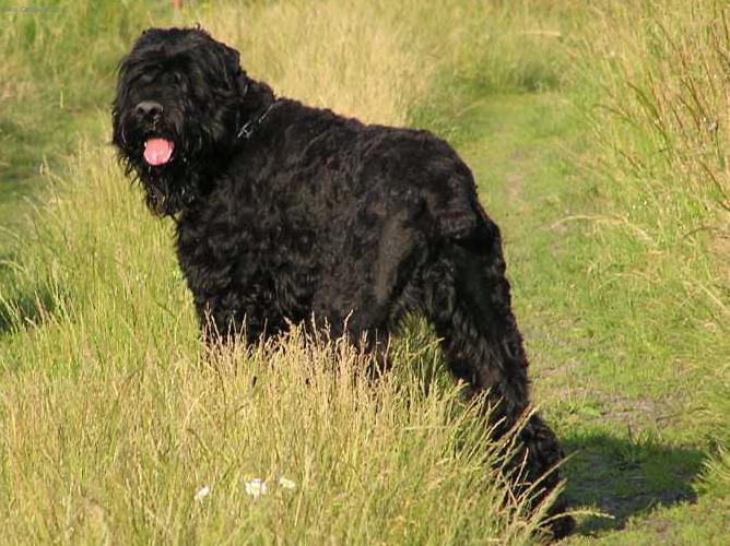 Photos: Black Russian Terrier (Dog standard) (pictures, images)