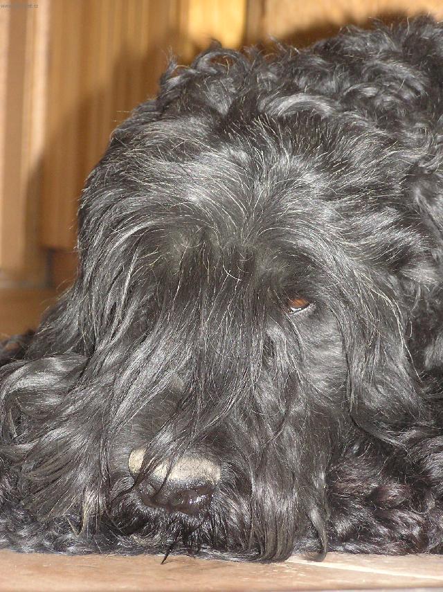 Photos: Black Russian Terrier (Dog standard) (pictures, images)
