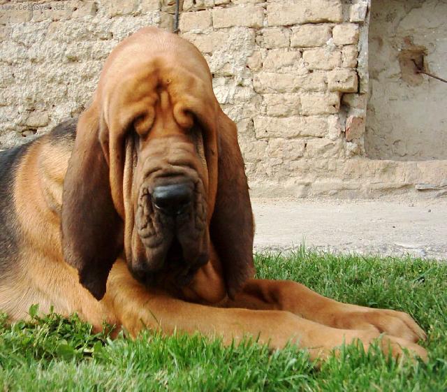 Photos: Bloodhound (Dog standard) (pictures, images)