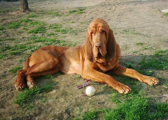 Photos: Bloodhound (Dog standard) (pictures, images)