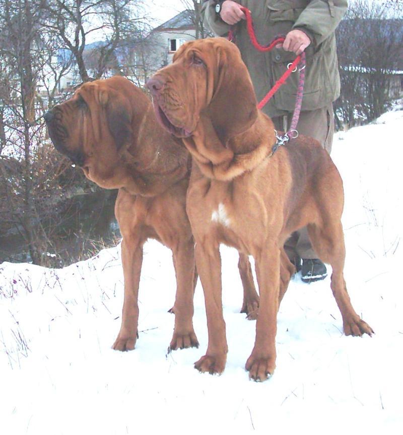 Photos: Bloodhound (Dog standard) (pictures, images)