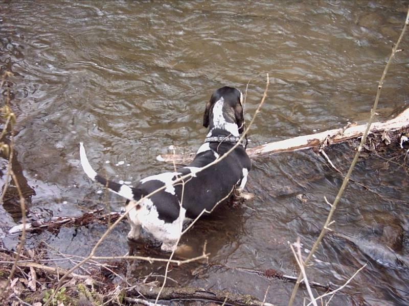 Photos: Blue gascony basset (Dog standard) (pictures, images)