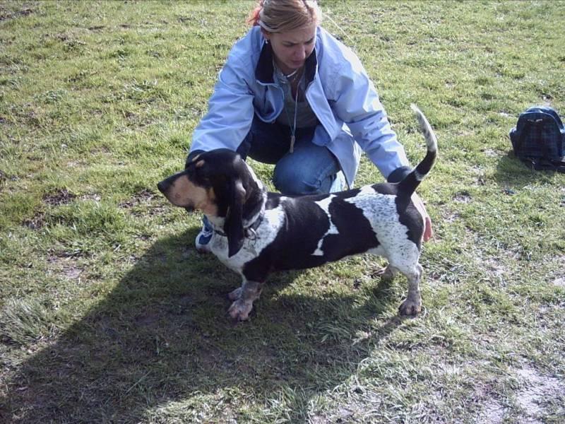 Photos: Blue gascony basset (Dog standard) (pictures, images)