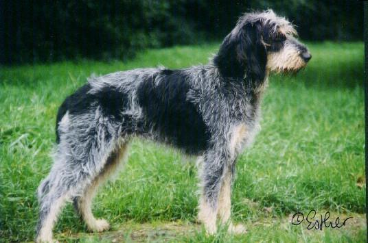 Photos: Blue gascony griffon (Dog standard) (pictures, images)