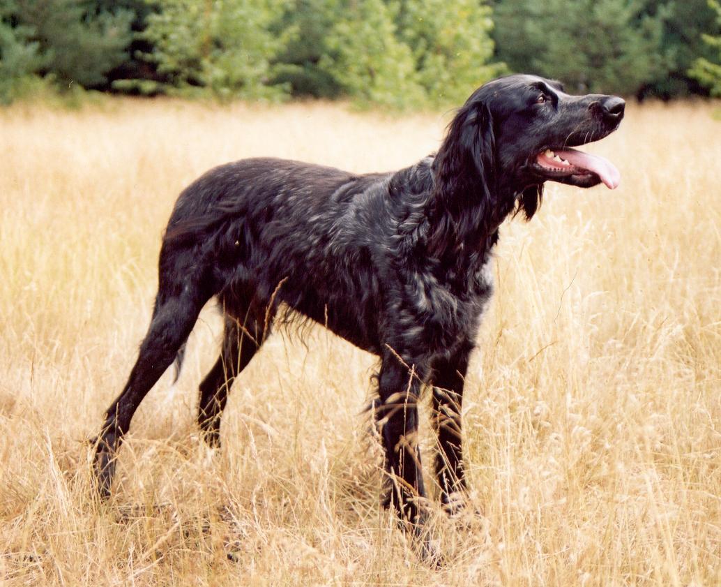 Photos: Blue picardy spaniel (Dog standard) (pictures, images)