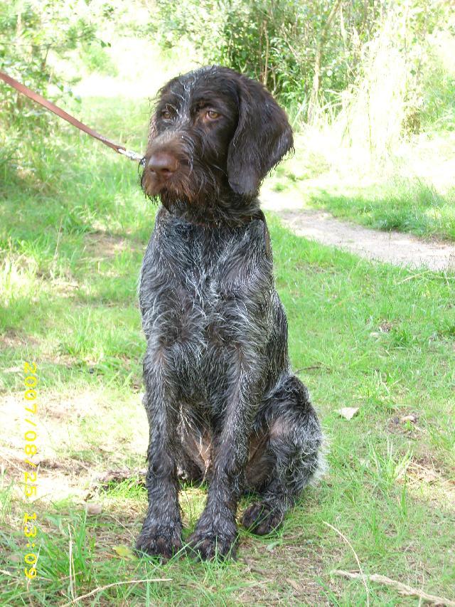 Photos: Bohemian wire-haired pointing griffon (Dog standard) (pictures, images)