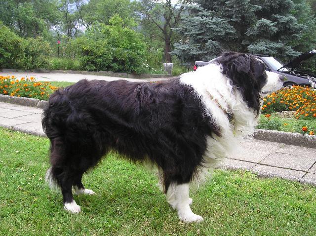 Photos: Border collie (Dog standard) (pictures, images)