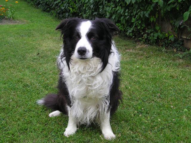 Photos: Border collie (Dog standard) (pictures, images)