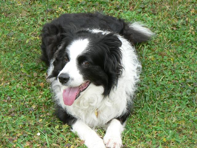 Photos: Border collie (Dog standard) (pictures, images)