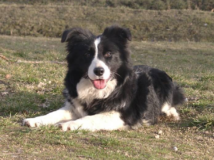 Photos: Border collie (Dog standard) (pictures, images)