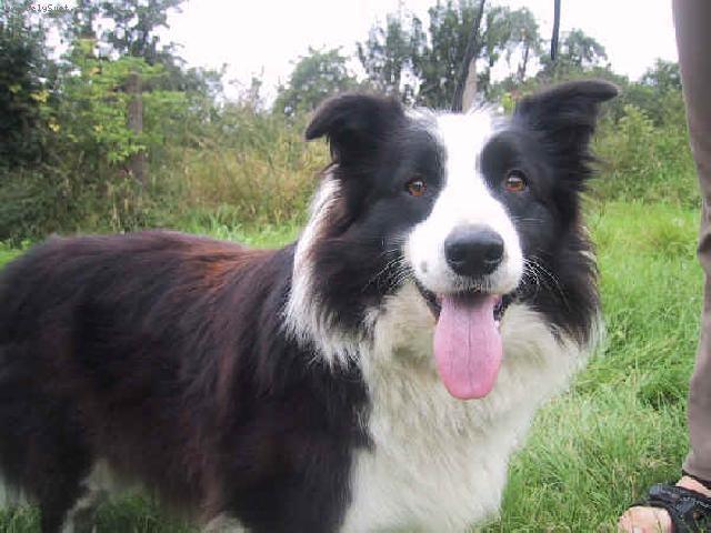 Photos: Border collie (Dog standard) (pictures, images)