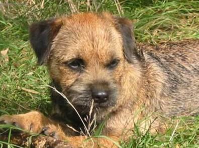 Photos: Border terrier (Dog standard) (pictures, images)