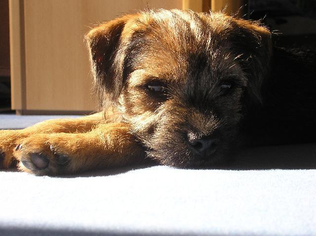 Photos: Border terrier (Dog standard) (pictures, images)