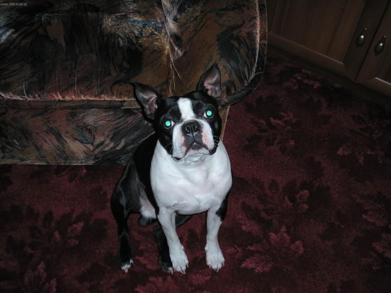 Photos: Boston terrier (Dog standard) (pictures, images)