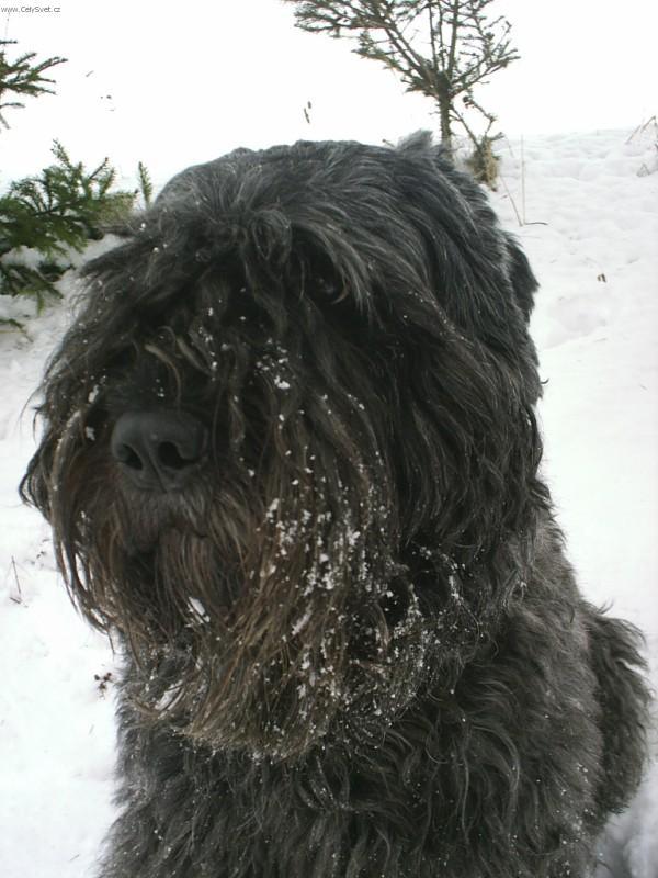 Photos: Bouvier des flandres (Dog standard) (pictures, images)