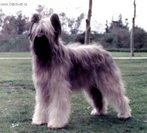 Photos: Briard (Dog standard) (pictures, images)